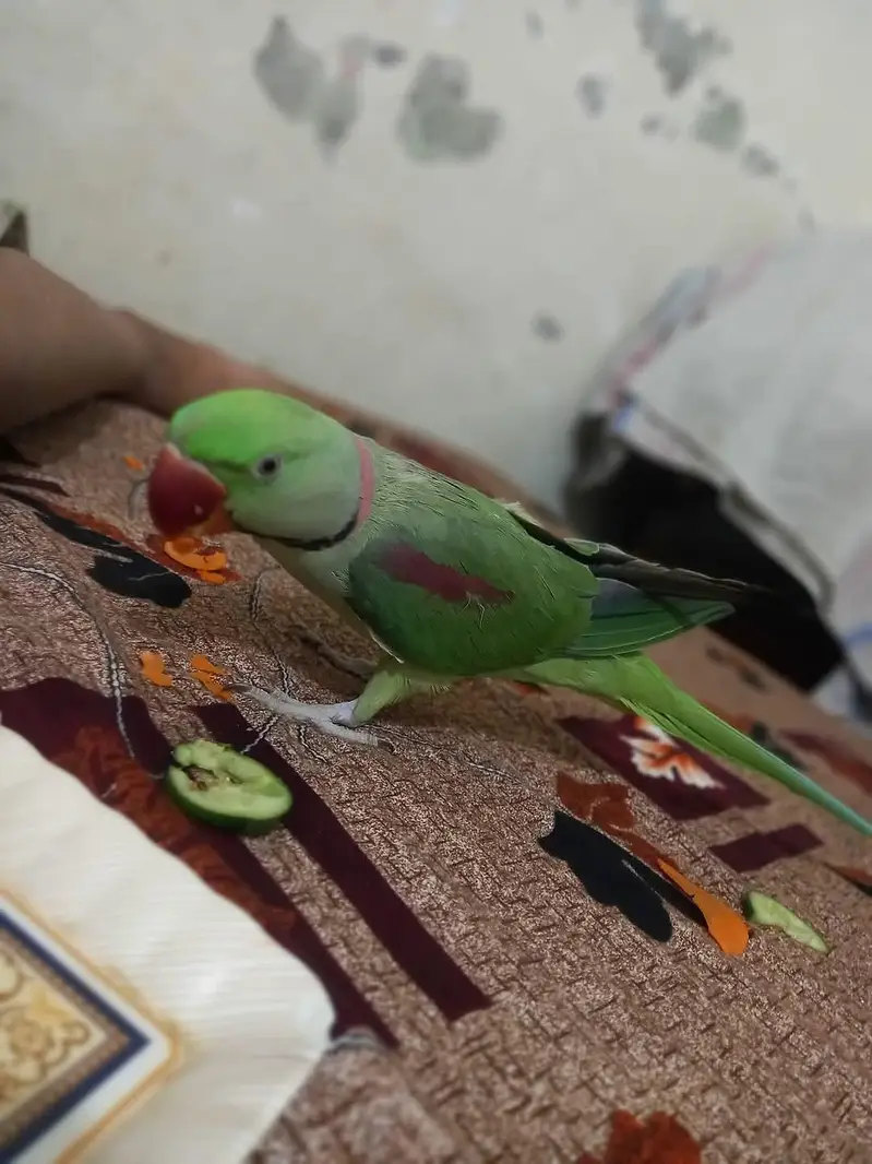 raw parrot male jumbo size — photo 6