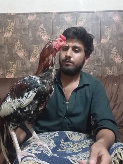 Aseel lakha cheena