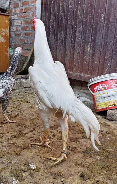 shamo pair for sell