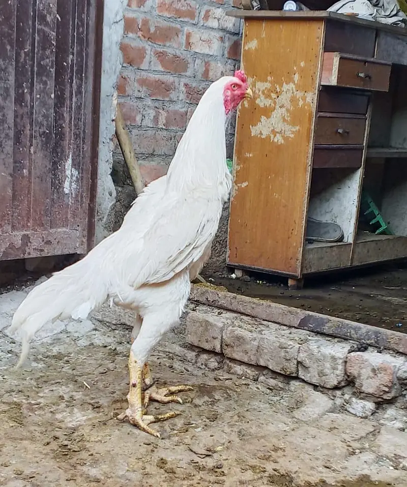 shamo pair for sell — photo 2