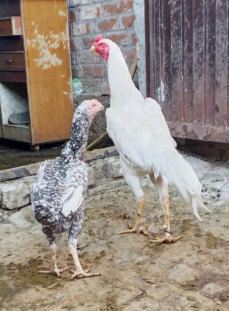 shamo pair for sell — photo 3