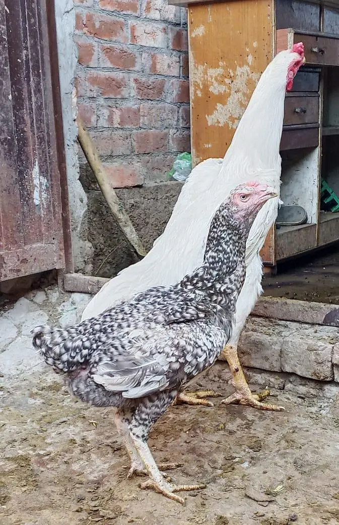 shamo pair for sell — photo 4