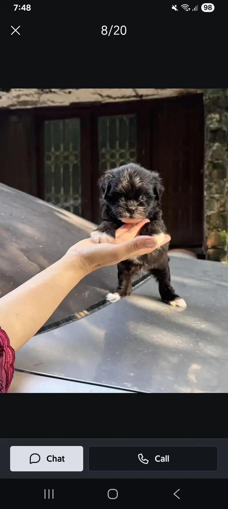 puppies — photo 3
