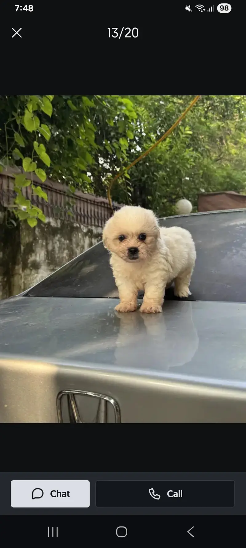 puppies — photo 4