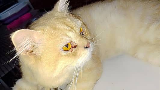 Persian triple coat male for sale