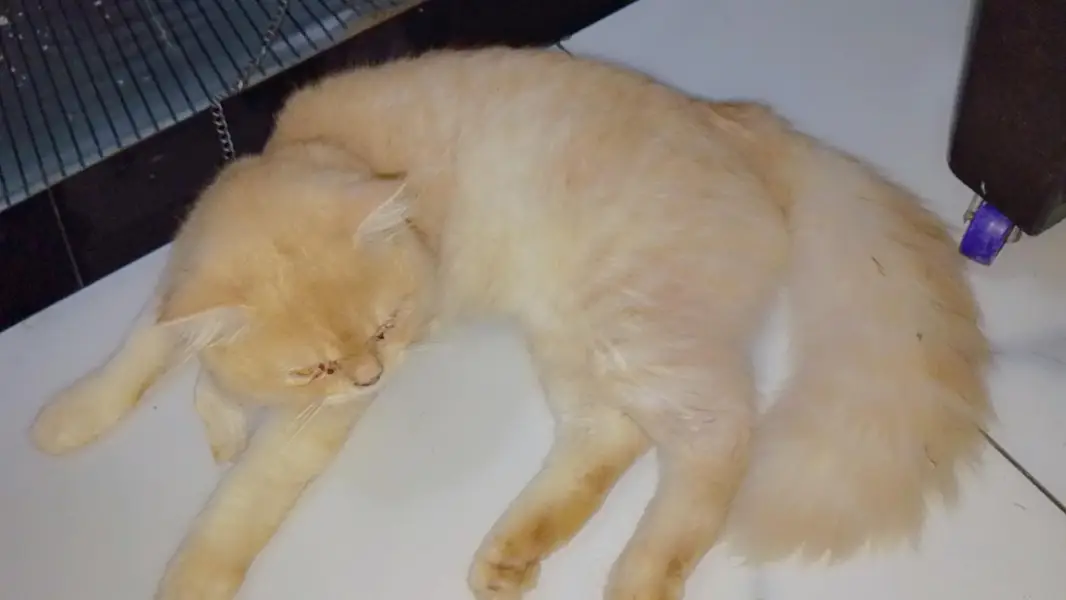 Persian triple coat male for sale — photo 2