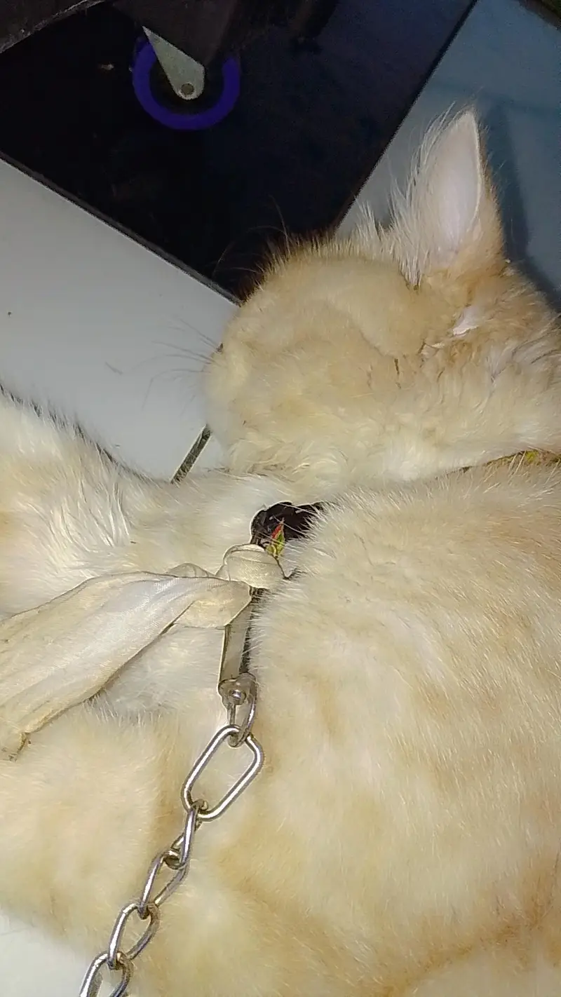 Persian triple coat male for sale — photo 3