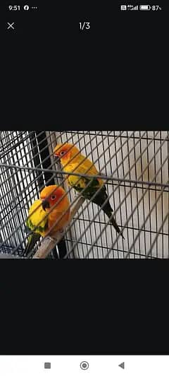 Breeder Pair with DNA