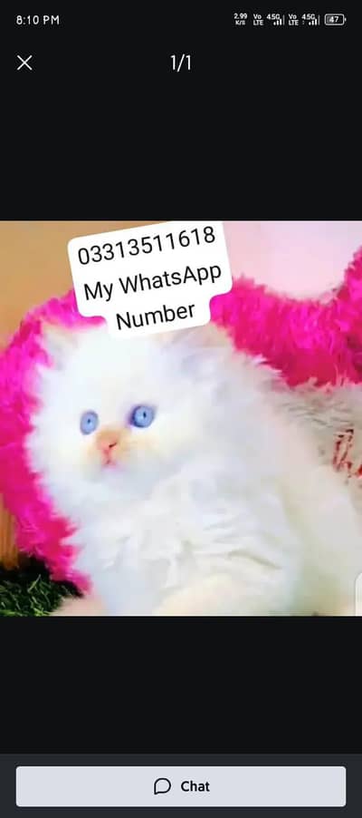 Persian kittens for sale