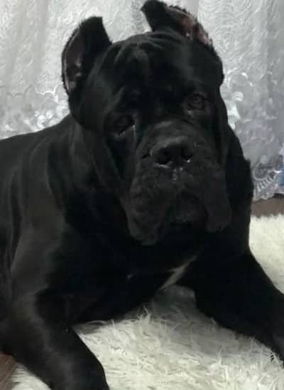 cane Corso puppys