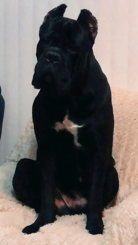 cane Corso puppys — photo 2