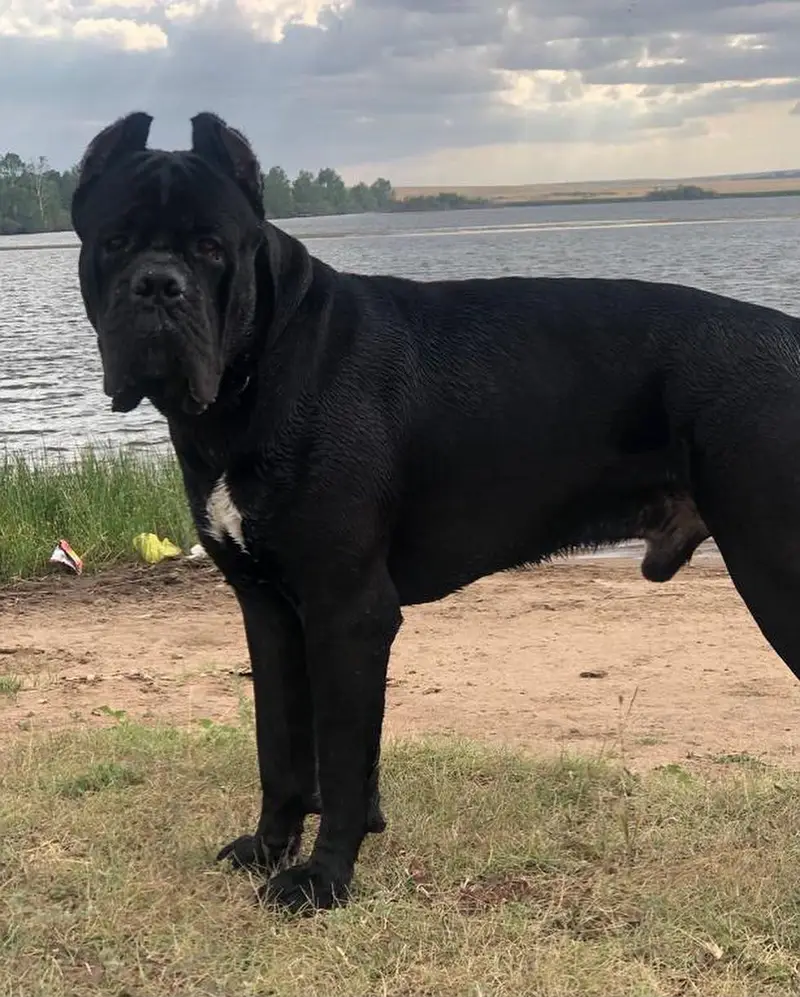 cane Corso puppys — photo 3