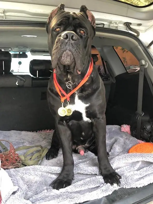 cane Corso puppys — photo 4