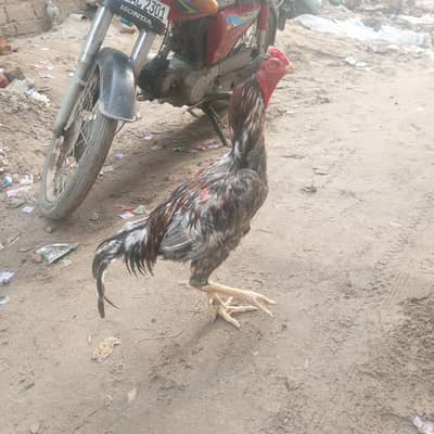 sell murgah 2 murgyan