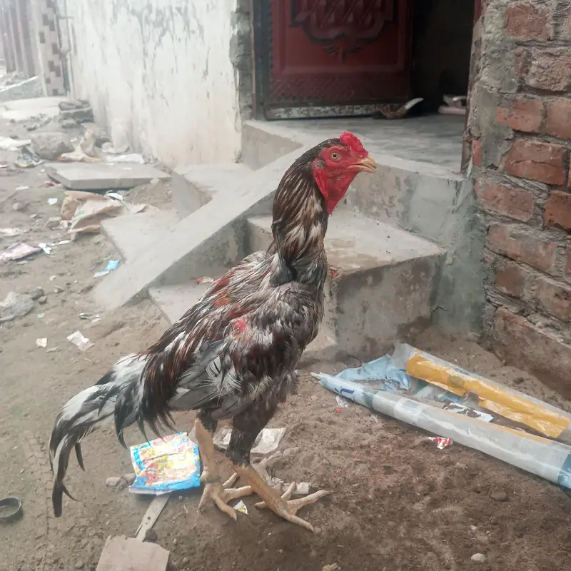 sell murgah 2 murgyan — photo 3