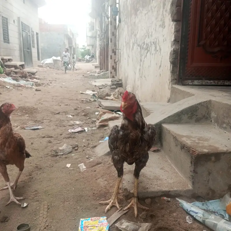 sell murgah 2 murgyan — photo 5