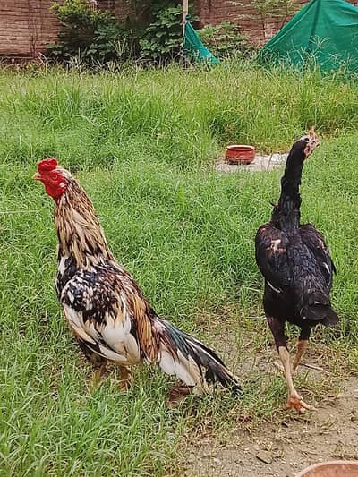 zero size male or female breader egg laying female for sale