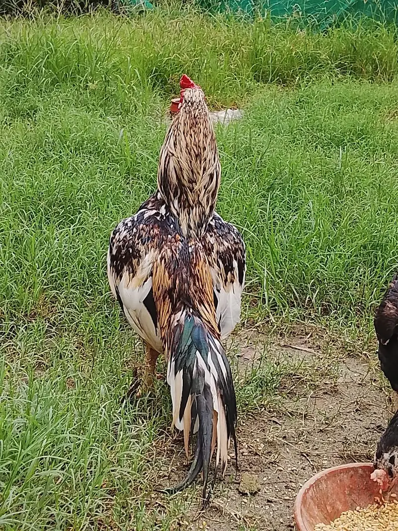 zero size male or female breader egg laying female for sale — photo 2
