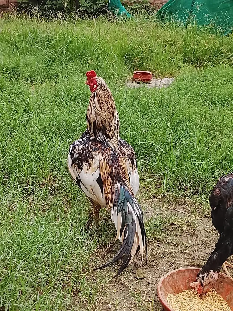 zero size male or female breader egg laying female for sale — photo 3