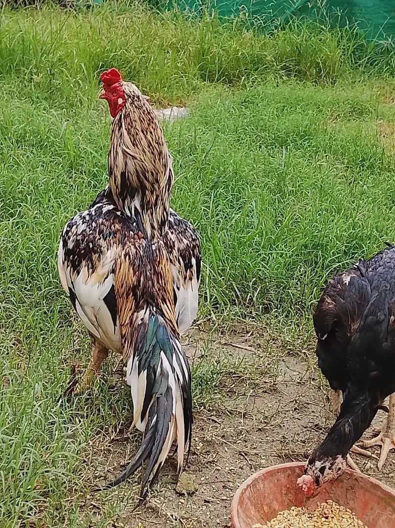zero size male or female breader egg laying female for sale — photo 4