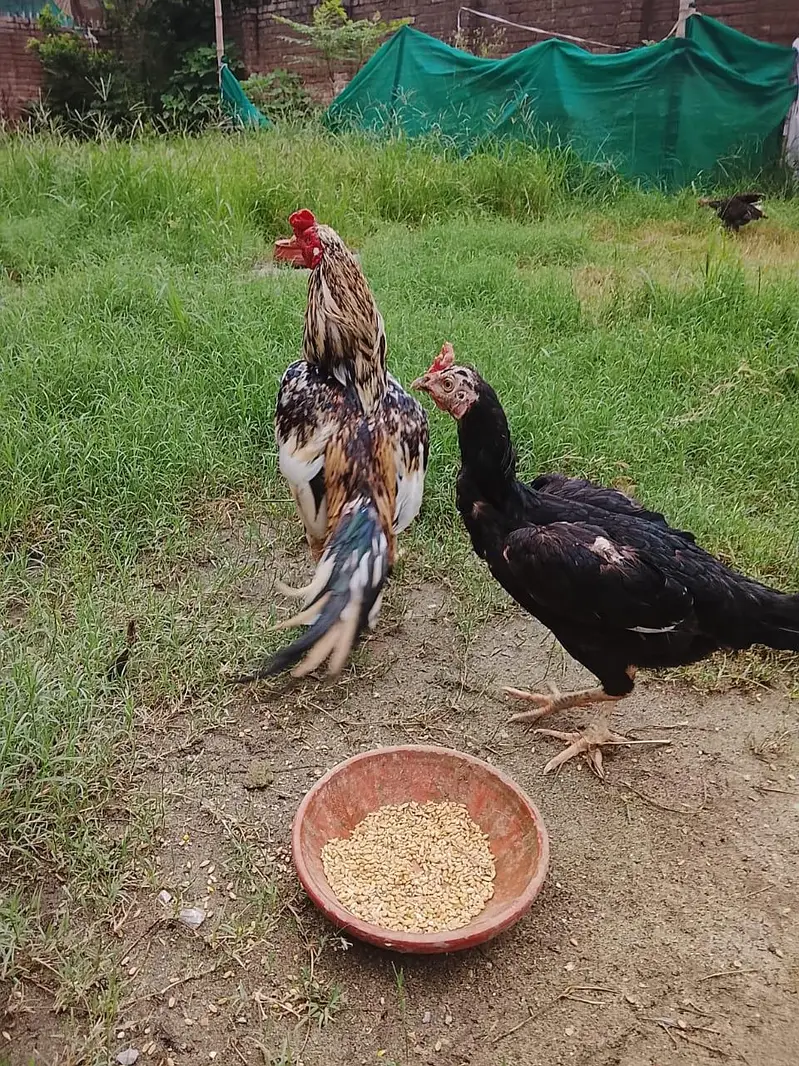 zero size male or female breader egg laying female for sale — photo 5