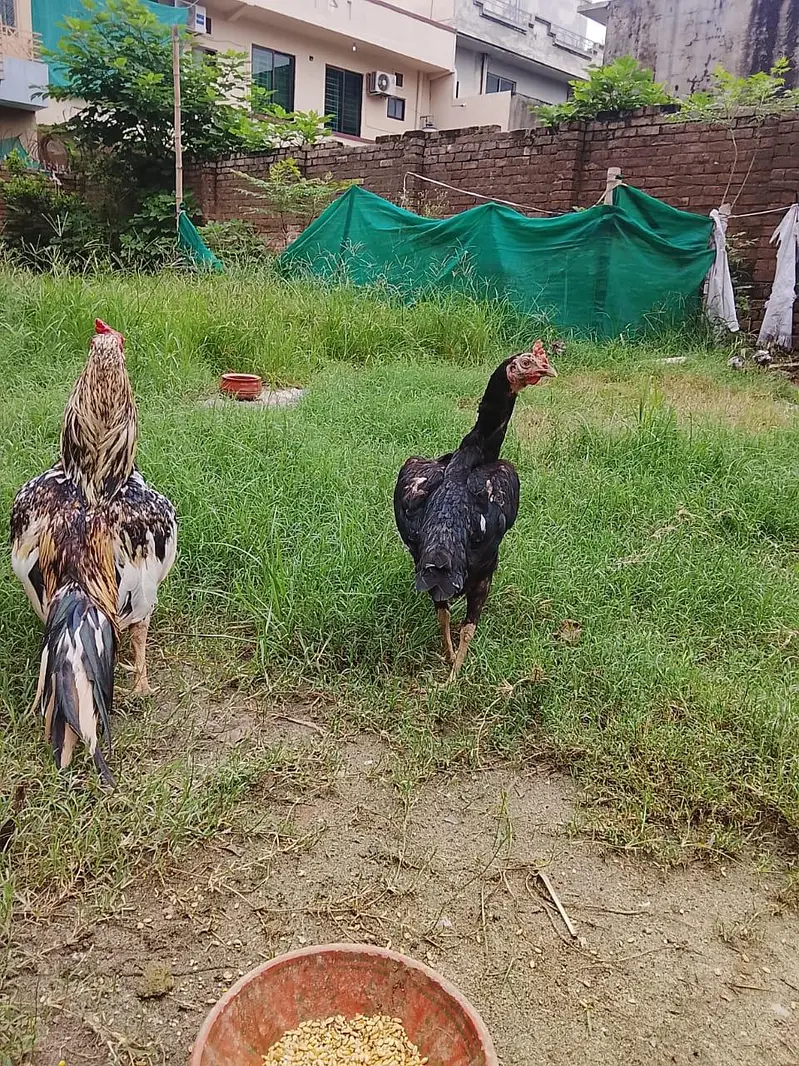 zero size male or female breader egg laying female for sale — photo 6