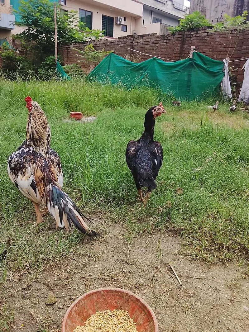 zero size male or female breader egg laying female for sale — photo 7