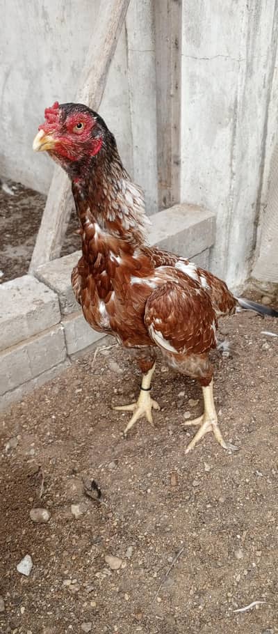 Aseel breeder female