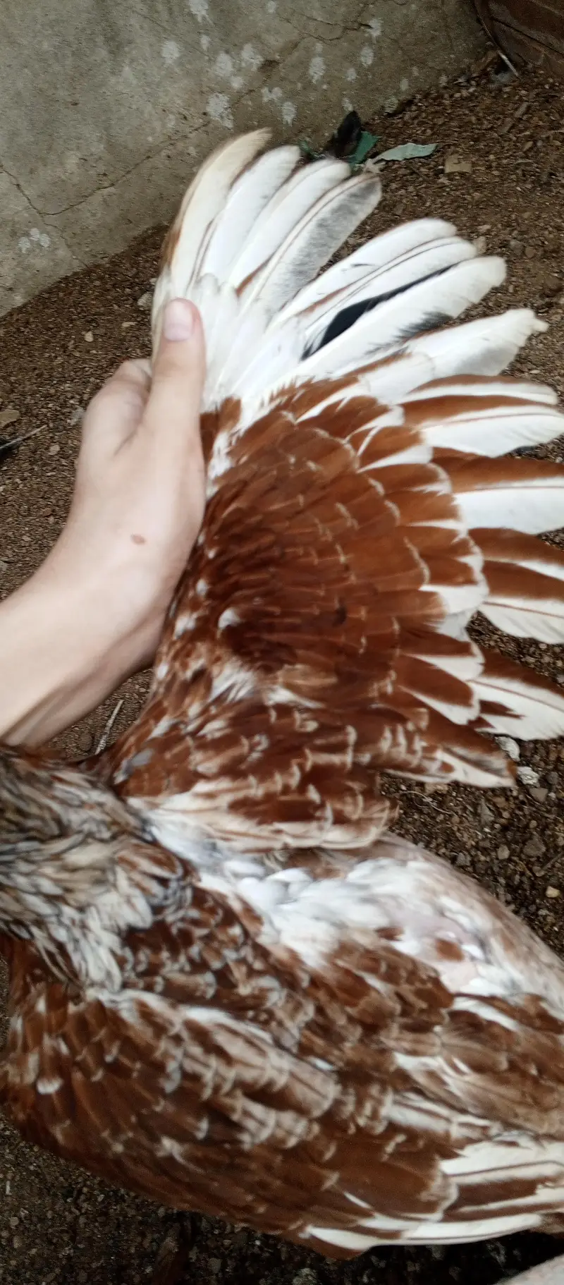 Aseel breeder female — photo 3
