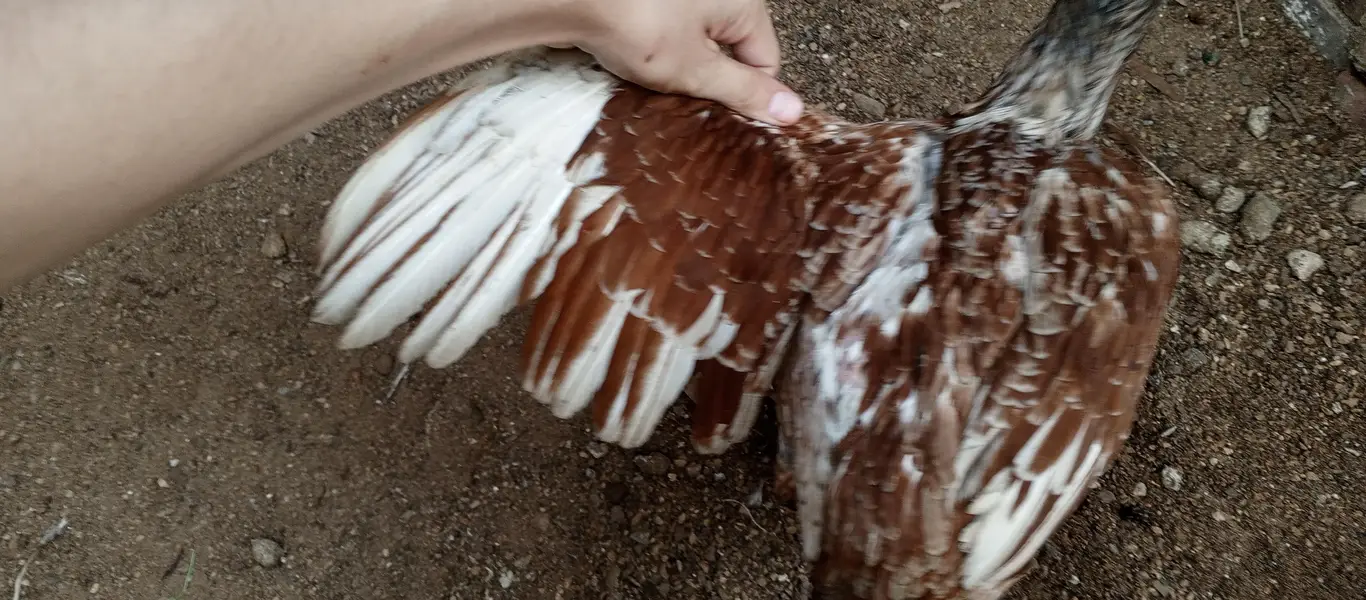 Aseel breeder female — photo 4