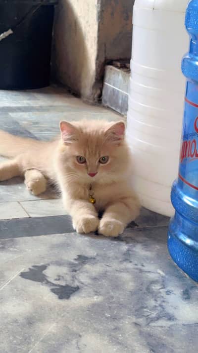 Simba Cat for sale