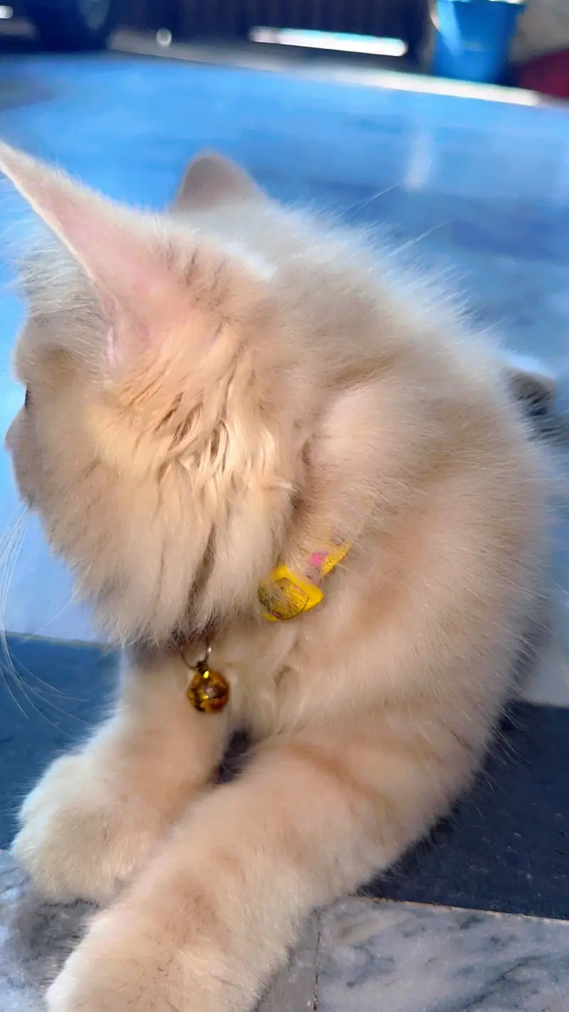 Simba Cat for sale — photo 2