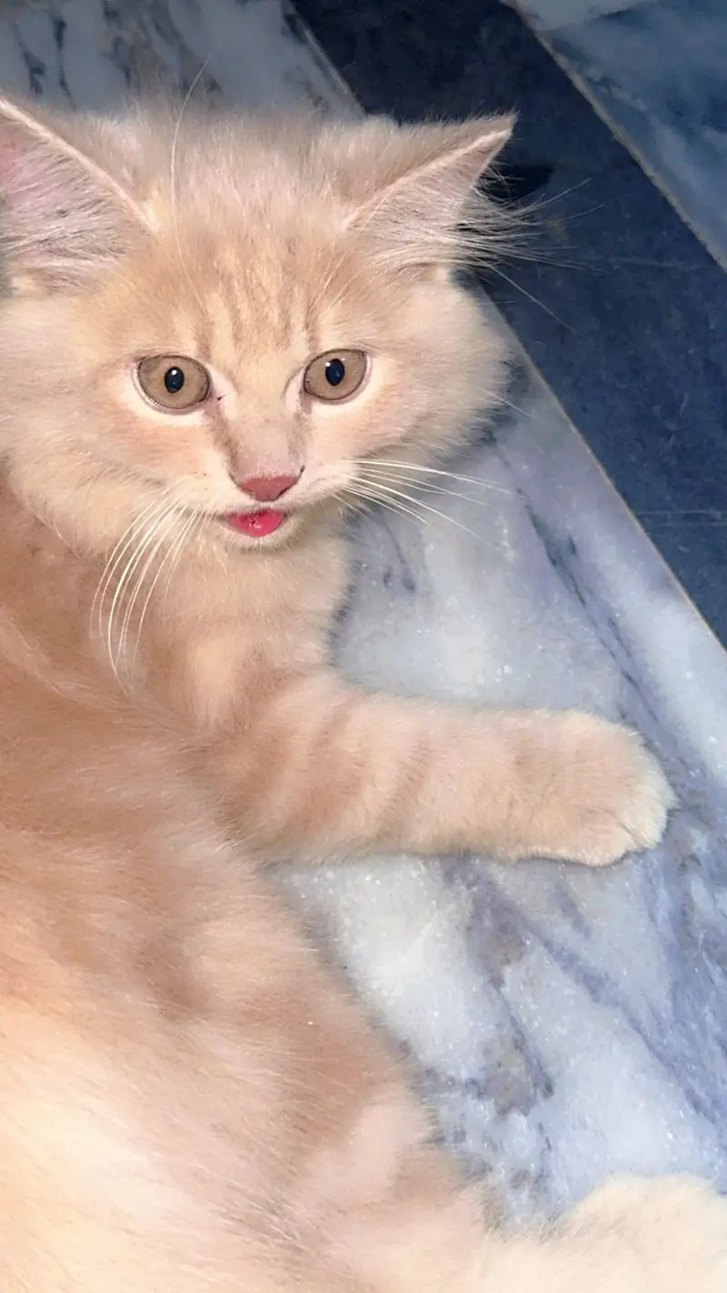 Simba Cat for sale — photo 3