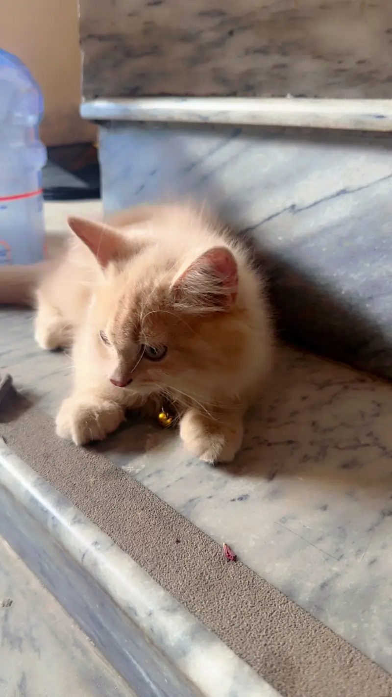 Simba Cat for sale — photo 4