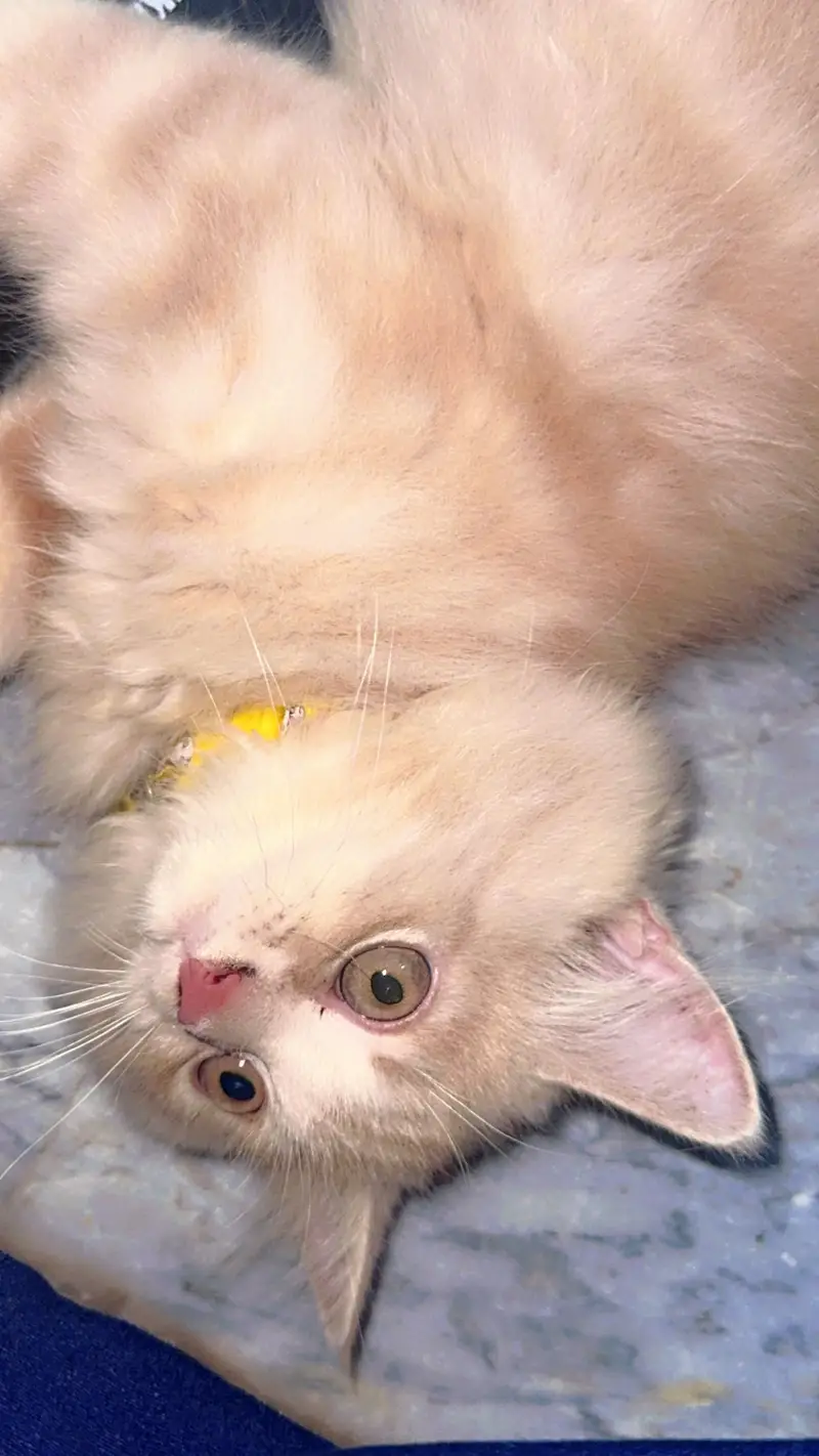 Simba Cat for sale — photo 5