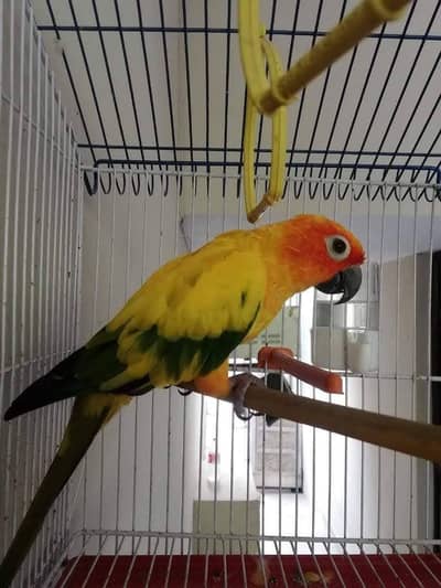 Sun Conure adult Female