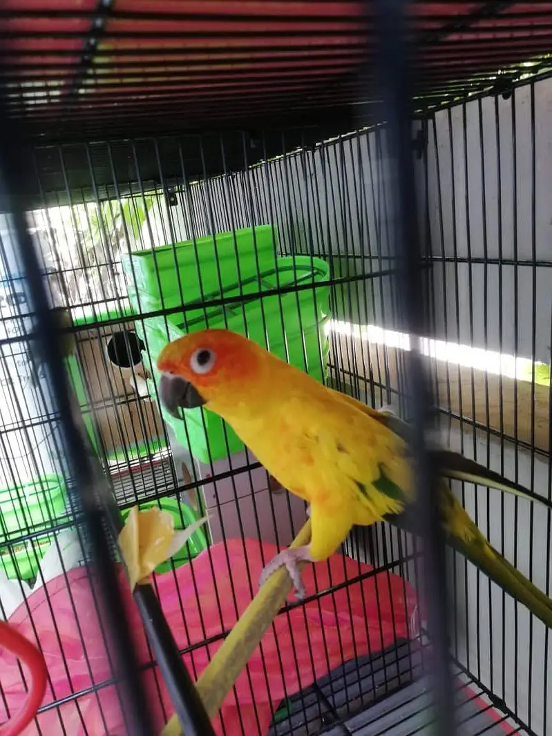 Sun Conure adult Female — photo 2