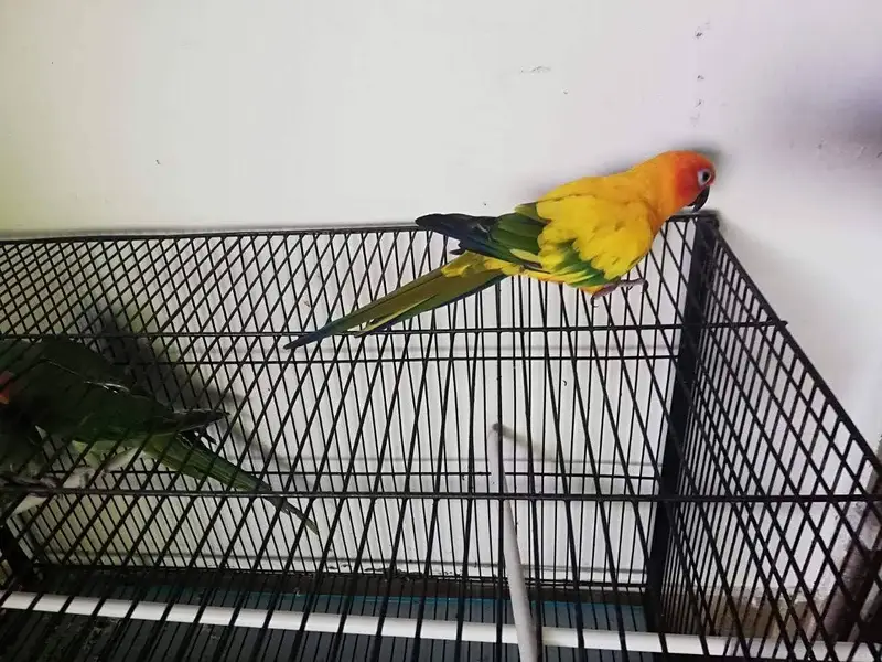 Sun Conure adult Female — photo 3