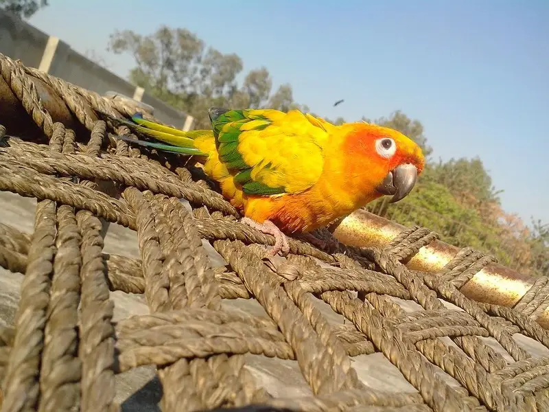 Sun Conure adult Female — photo 4