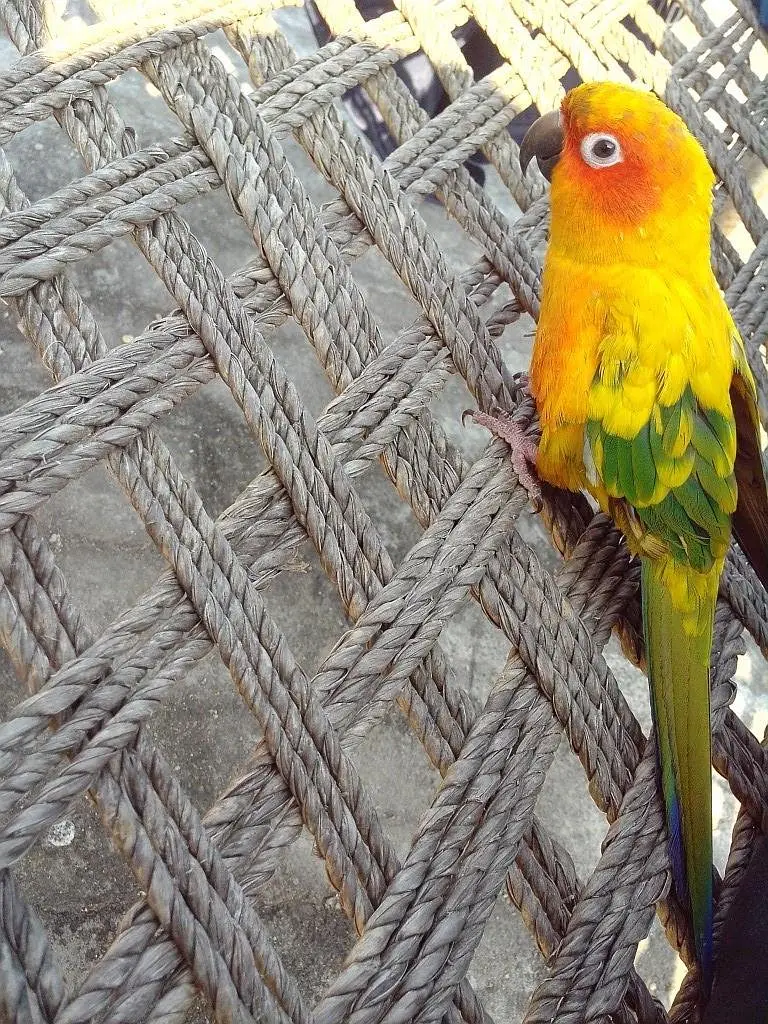 Sun Conure adult Female — photo 5