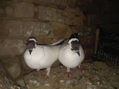 Helmet pegions
