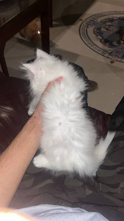 Doll face 2 month home breed kitten