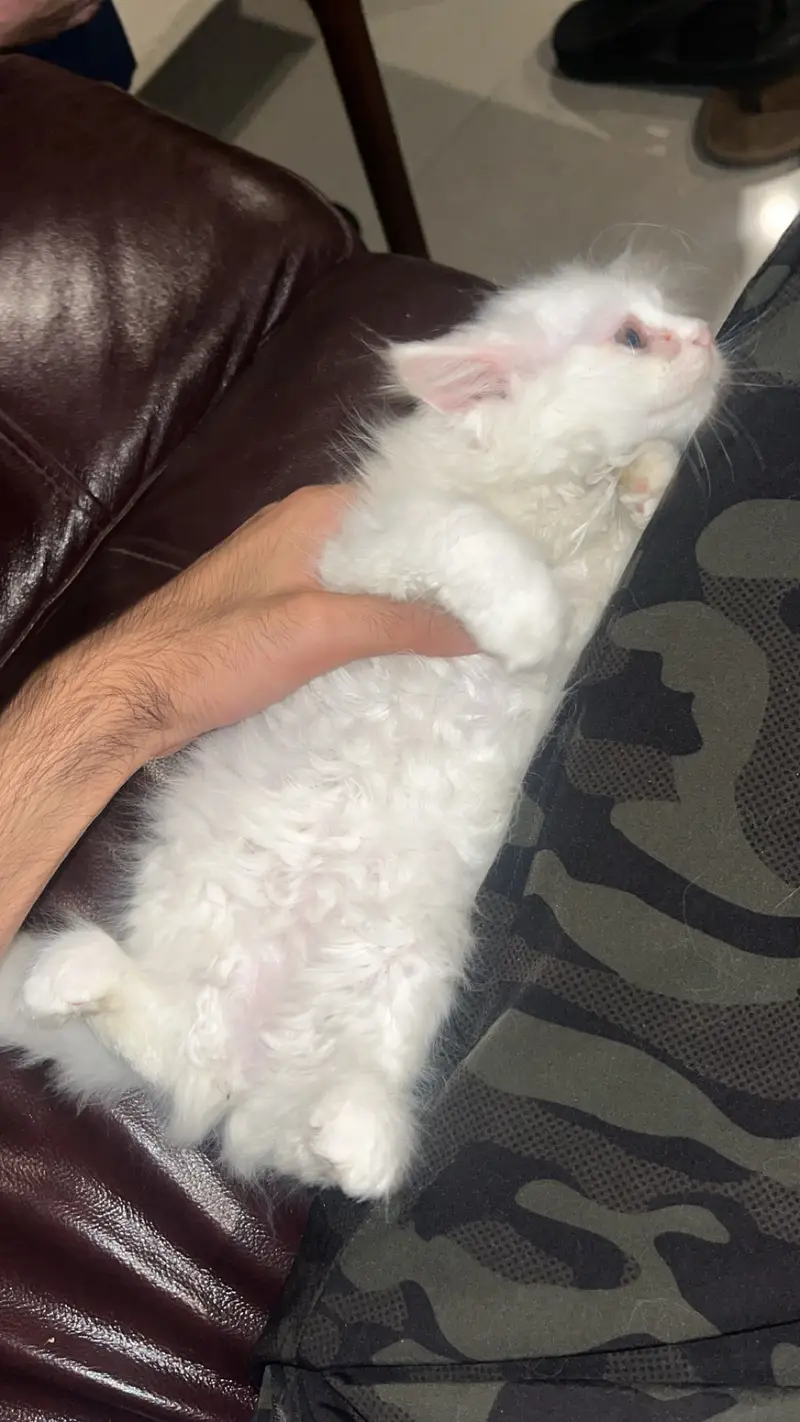 Doll face 2 month home breed kitten — photo 3