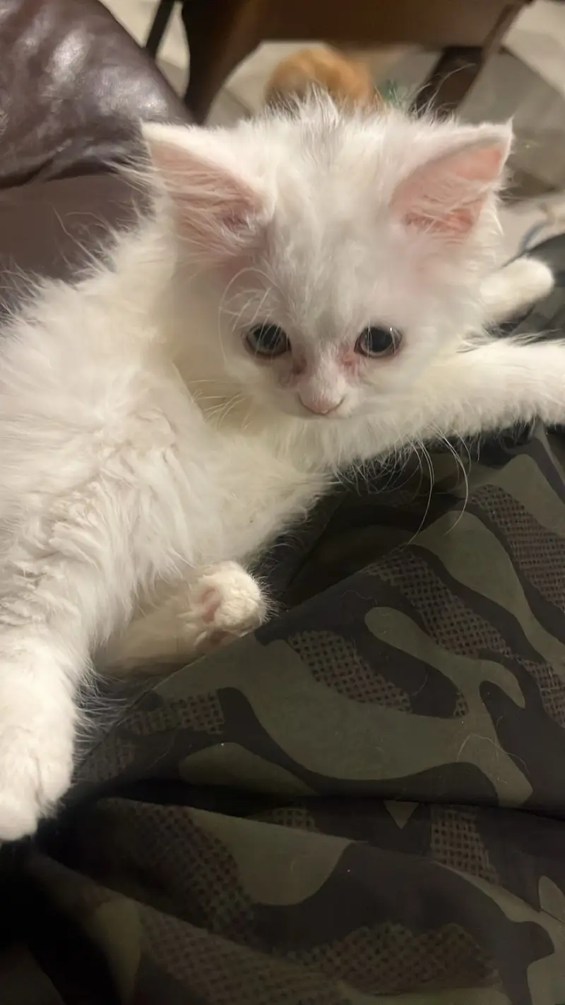 Doll face 2 month home breed kitten — photo 4