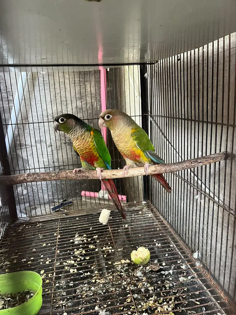 Conure pair| green chick to pineapple pair | yellow sided pair — photo 2