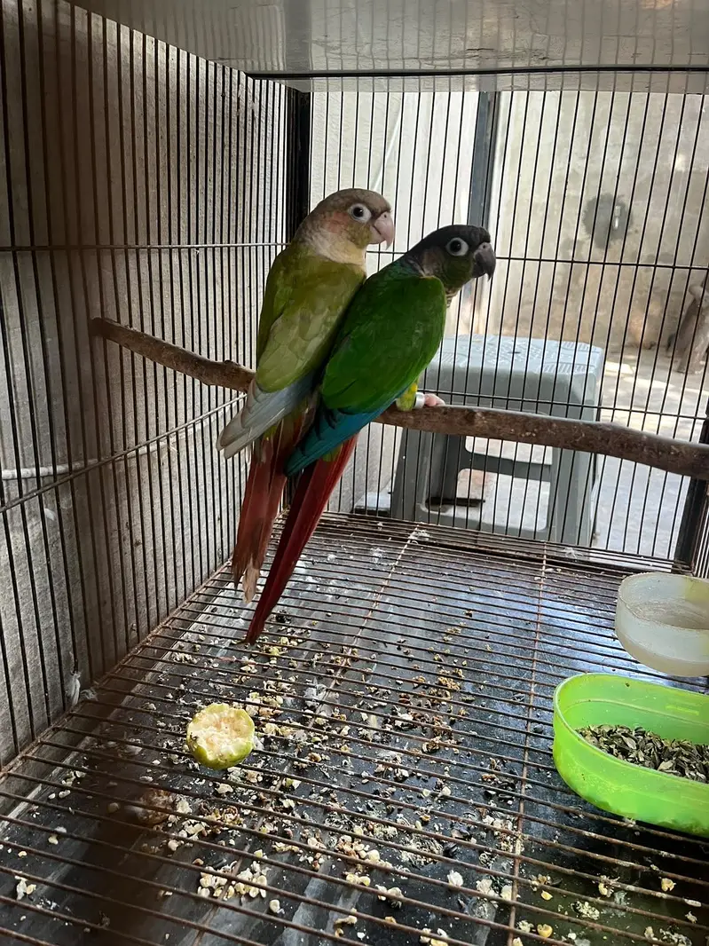 Conure pair| green chick to pineapple pair | yellow sided pair — photo 3
