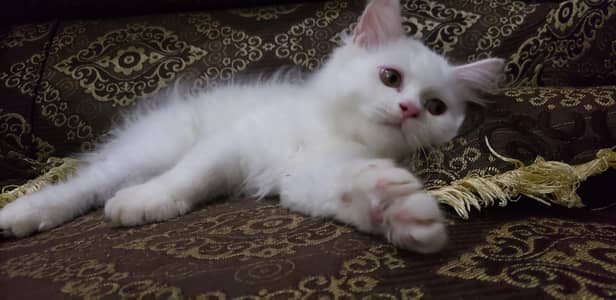 pression cat babies with golden eyes  playful