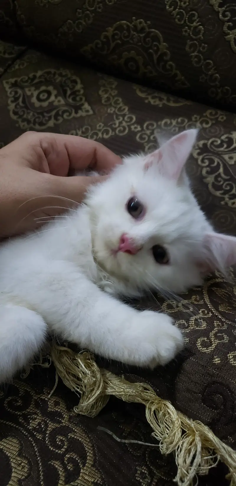 pression cat babies with golden eyes  playful — photo 2