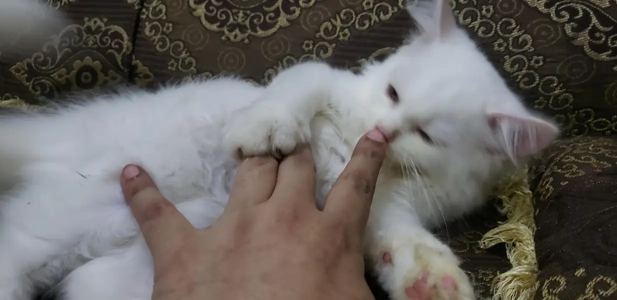 pression cat babies with golden eyes  playful — photo 3