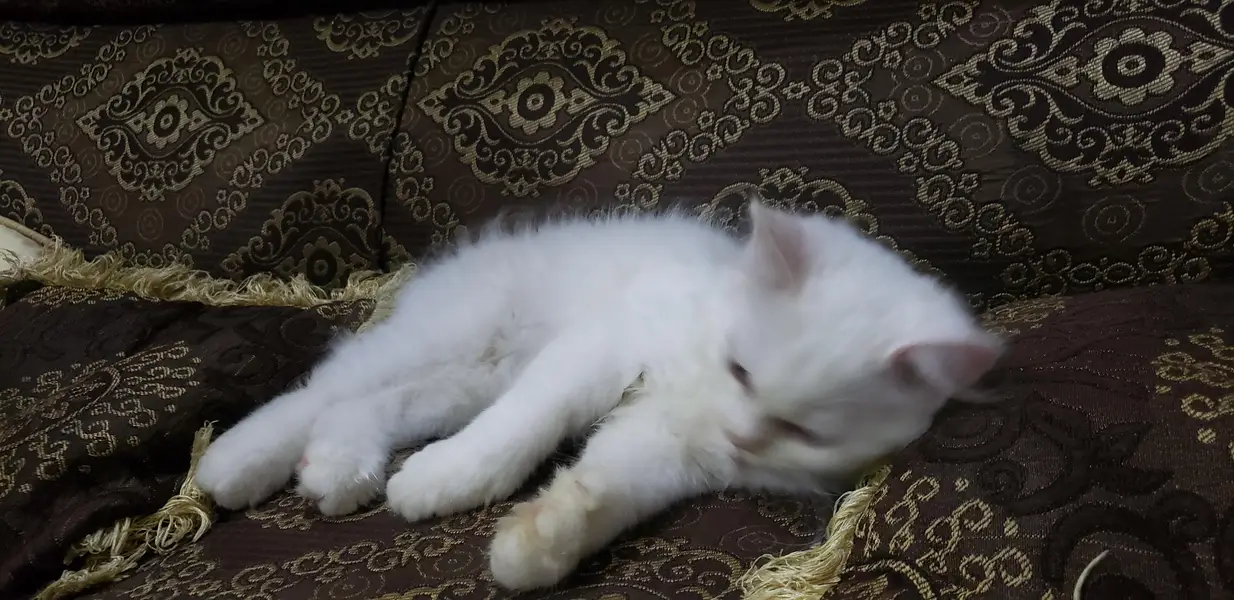 pression cat babies with golden eyes  playful — photo 4